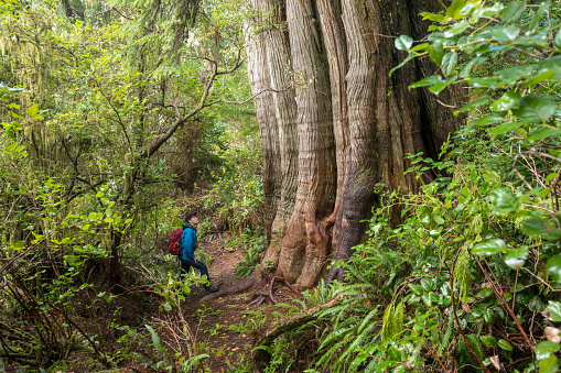 Excursionista explorando la selva tropical en la isla de Meares cerca de Tofino, Columbia Británica. photo