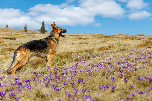 German shepherd looking at landscape. Crocus flower filed