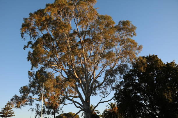 l'albero della regina al kings park di perth, australia - kings park foto e immagini stock