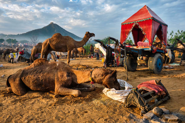 istock Camels at Pushkar Mela Pushkar Camel Fair , India 1219998881