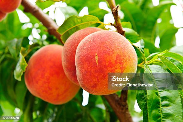 Foto de Pêssegos Em Árvore e mais fotos de stock de Agricultura - Agricultura, Colheita, Colorido