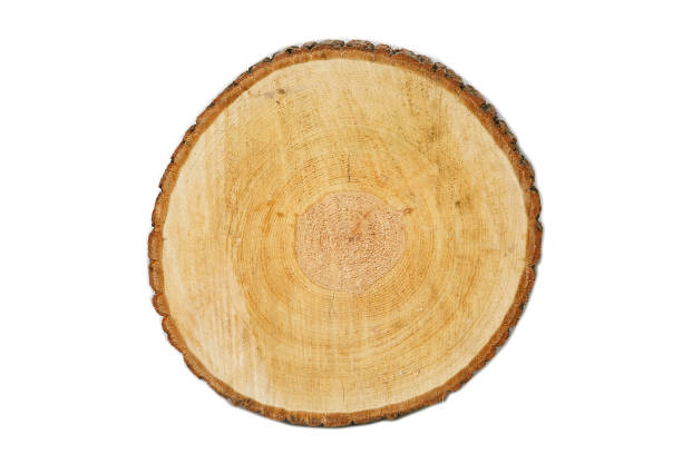 istock Sawed a natural tree with bark. The stump of a young tree, top view. Isolated 1220001639