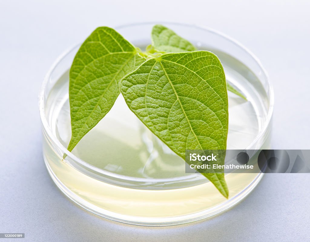 GM plant in petri dish  Leaf Stock Photo