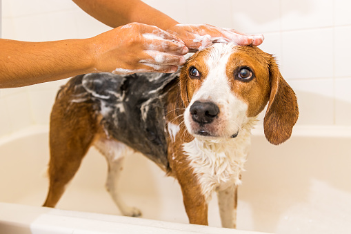 A Beagle mix hound dog is getting scrubbed down and all soapy in the bathtub.