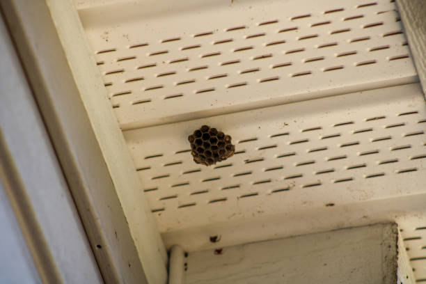 istock Wasp nest on eve of home 1220003755