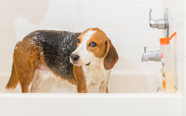 istock Large Beagle hound mix getting rinsed off in the bath tub. - Wide angle view. 1220003766