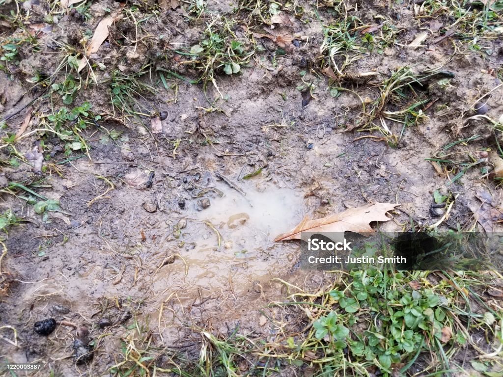 Mud And Water In A Hole In The Lawn With Grass Stock Photo - Download Image  Now - Dirt, Grass, Hole - iStock