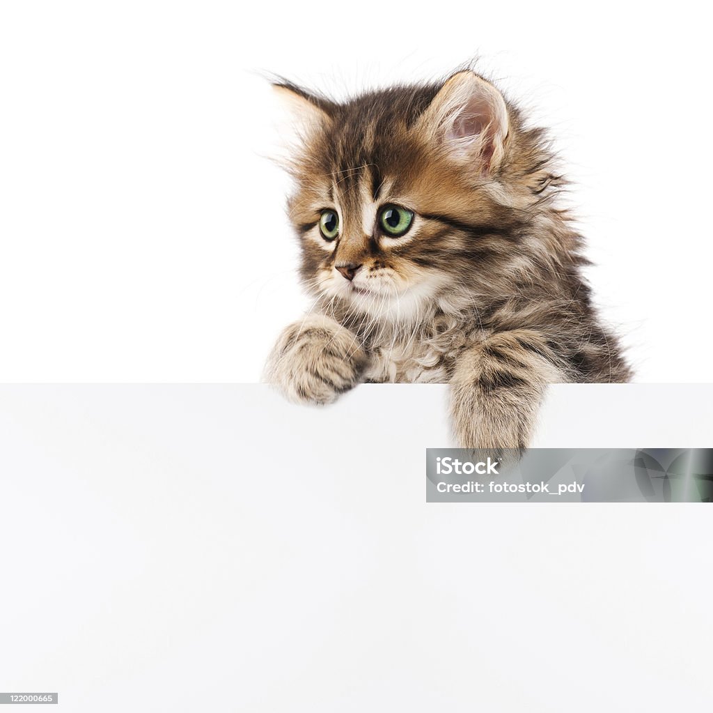 A kitten climbing over a white wall Pretty kitten peeking out of a blank sign, isolated on white background Kitten Stock Photo