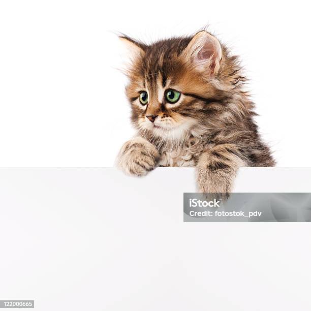 A Kitten Climbing Over A White Wall Stock Photo - Download Image Now - Kitten, Peeking, Domestic Cat