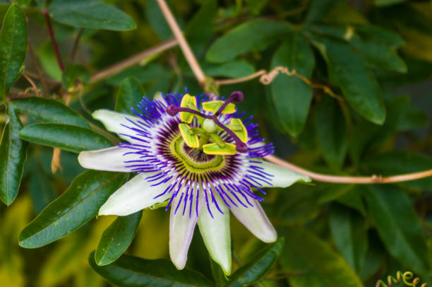istock passion flower Passiflora caerulea Passionflower against green garden background 1220007091