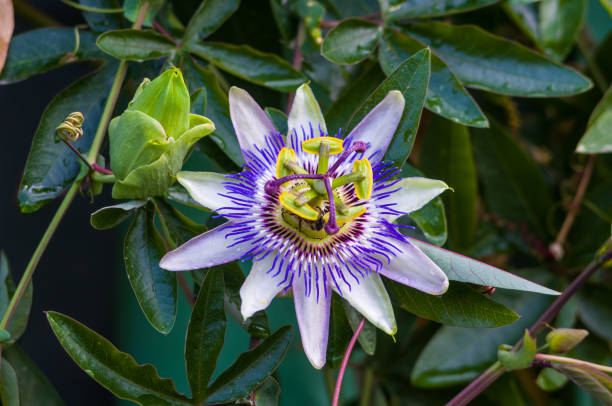 istock passion flower Passiflora caerulea Passionflower against green garden background 1220007110