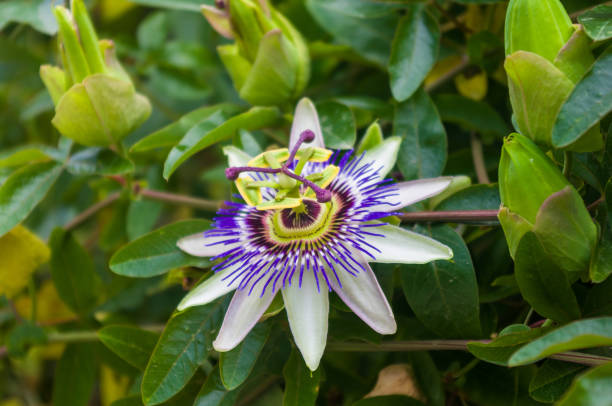 istock passion flower Passiflora caerulea Passionflower against green garden background 1220007117