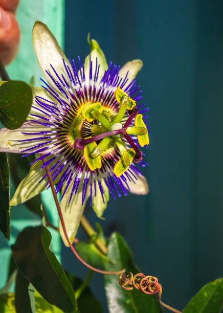 istock passion flower Passiflora caerulea Passionflower against green garden background 1220007123
