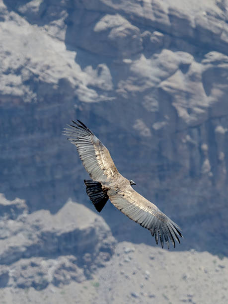 istock An immature Andean Condor soars above the central Andes 1220007956