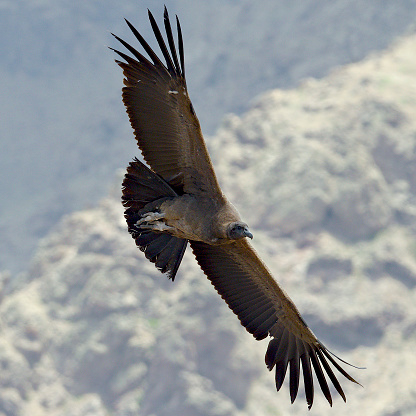 An immature Andean Condor (Vultur gryphus) soars above the central Andes against a dry, barren backdrop