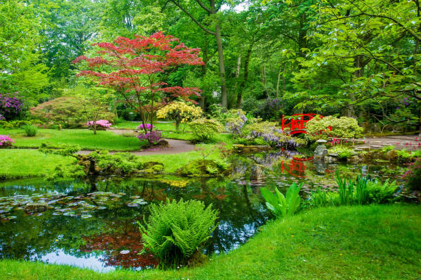 istock Fantastic  scene in japanese garden  at May in the Hague. 1220009206