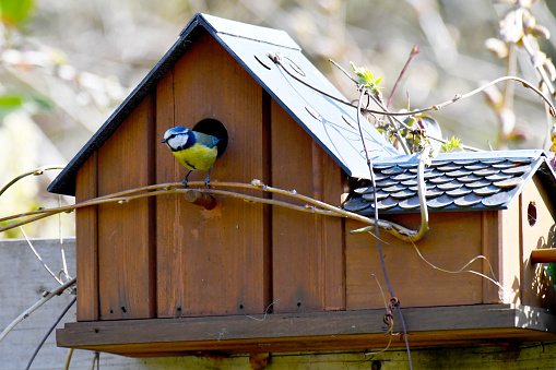 Blue tit in the garden nesting in a newly made bird box, covered by climbing shrubs