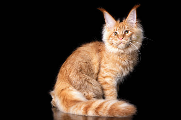 istock Adorable cute maine coon kitten. 1220010005