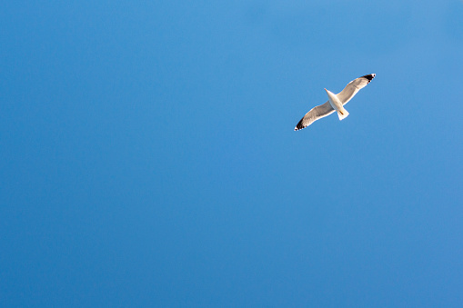 Seagulls in a clear sunny sky