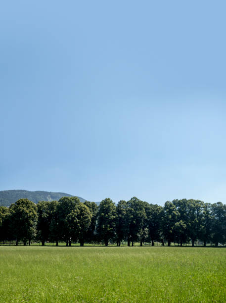 Row of willow trees on the meadows along the Vistula river in Mazovia region in Poland in spring season.