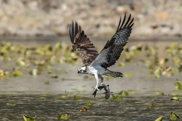 Photo of Osprey flies off with its catch.