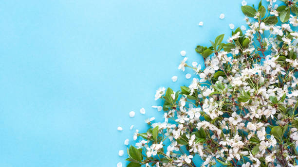 istock Frame of flowering cherry branches on blue background 1220020674