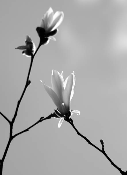 istock Spring twigs of magnolia with young flowering buds in nice spring evening 1220021636