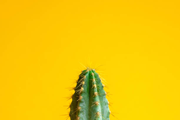 istock Beautiful bright cactus on Yellow background, closeup.Minimal creative still life. Trendy Bright Color. 1220021737