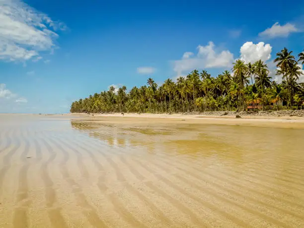 Beach of Maragogi, at Alagoas state, Brazil.