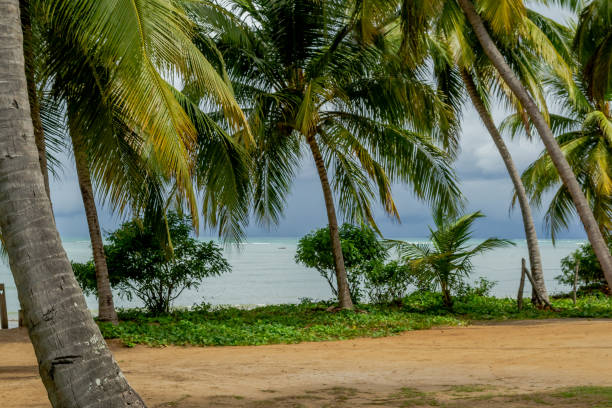 istock Beaches of Brazil - Maragogi Beach, Alagoas state 1220022377