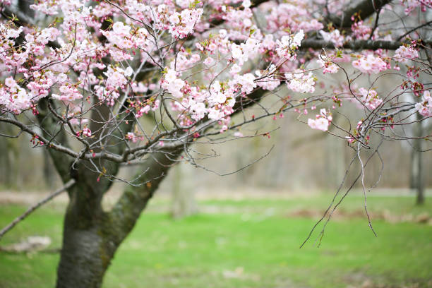 April, Backgrounds, Beauty In Nature, flowers