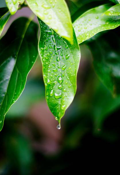 istock Water droplet during autumn rain 1220026015