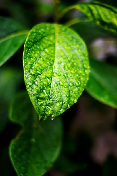 istock Water droplet during autumn rain 1220026018