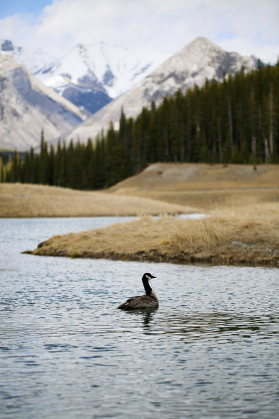 Goose swimming in a lake in Banff National Park stock photo
