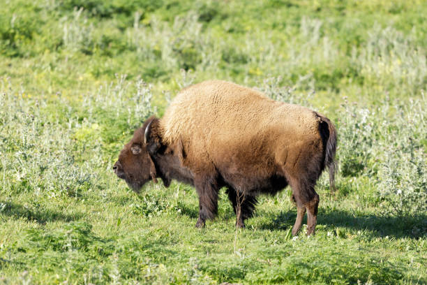 istock American Bison (Buffalo) Adult Grazing 1220027872