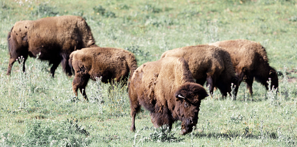 Bison Paddock, Golden Gate Park, San Francisco, California, USA.