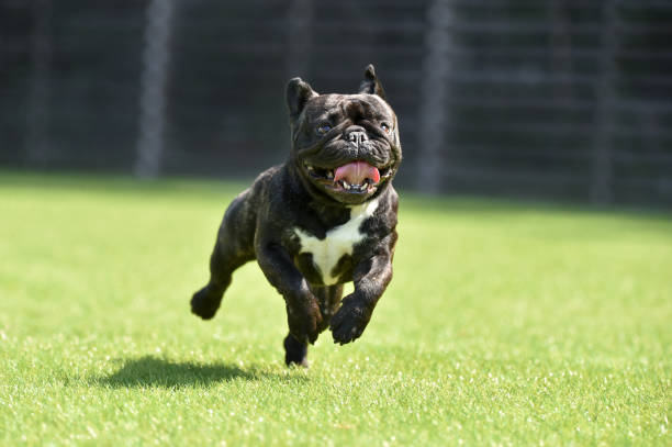 istock Boston Terrier playing in a dog run 1220031120