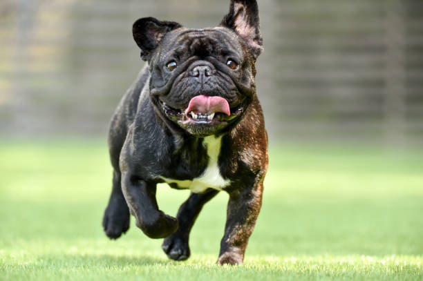 istock Boston Terrier playing in a dog run 1220031158
