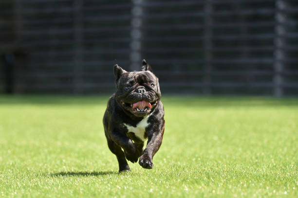 istock Boston Terrier playing in a dog run 1220031195
