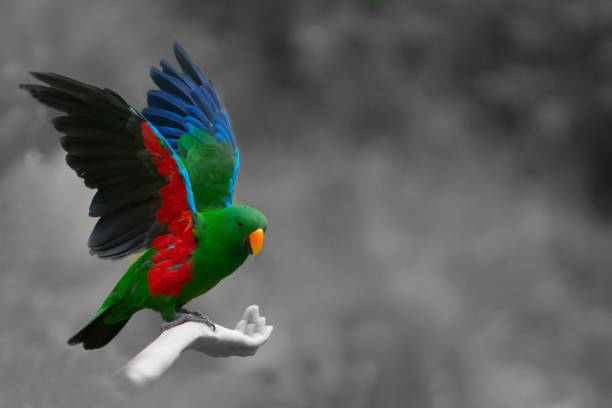 Eclectus parrot on arm Eclectus parrot on arm eclectus parrot australia stock pictures, royalty-free photos & images