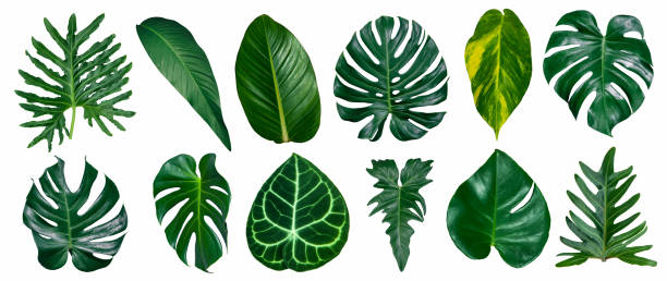 istock green leaves for background and wallpaper 1220031263