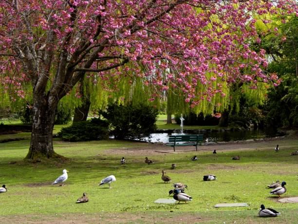 Cherry tree blooms over the lake stock photo