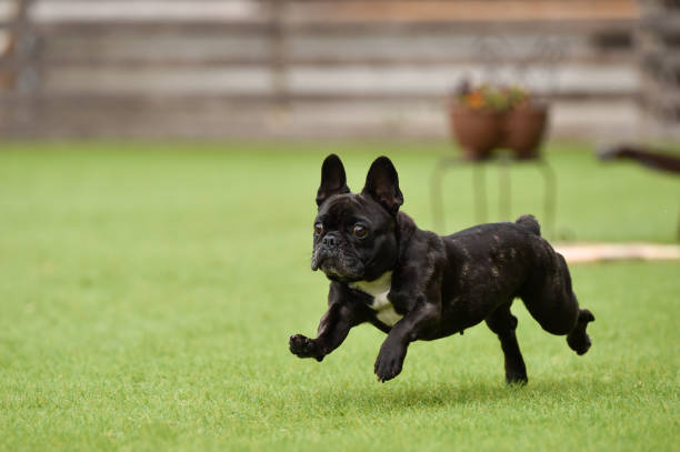 istock Boston Terrier Playing In Dog Run 1220032108