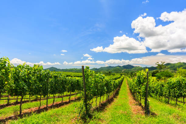 Vineyard in the hills above Hua HIn, Thailand