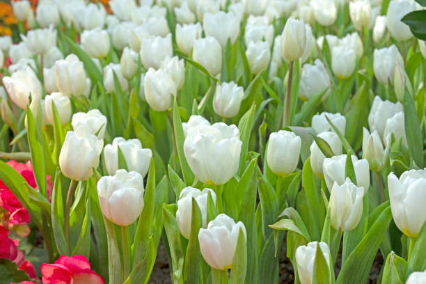istock Close fresh white tulip in field. Tulips in spring time 1220035313