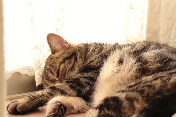istock Cat sleeps deeply before the curtain race. 1220035346