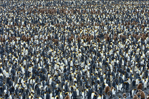 istock King penguins colony in Antarctica 1220036028