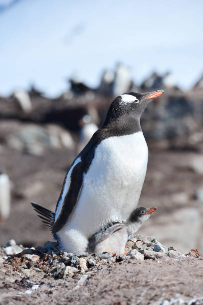 gentupinguine in der antarktis im nest mit babyvogel - penguin young animal bird emperor penguin stock-fotos und bilder