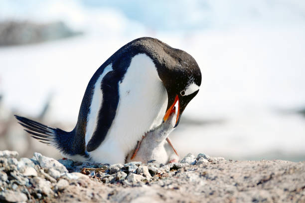 gentupinguine in der antarktis im nest mit babyvogel - penguin young animal bird emperor penguin stock-fotos und bilder