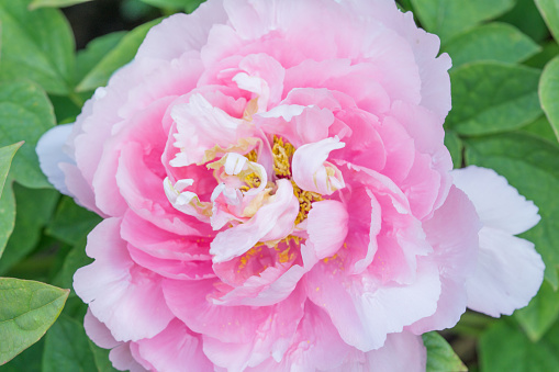 Closeup of a blooming Chinese pink and white peony